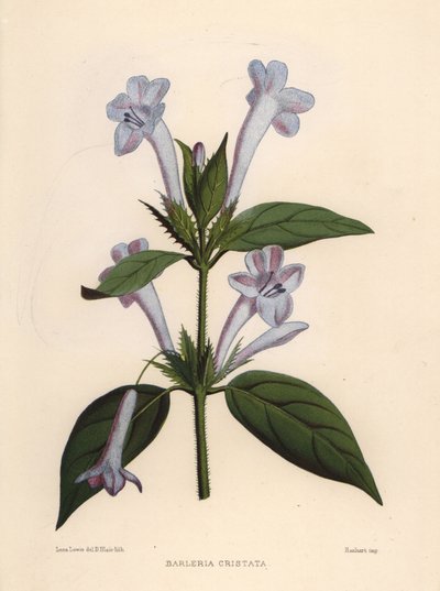 Violetta filippina, campanula barleria o violetta filippina crestata, Barleria cristata da Unknown